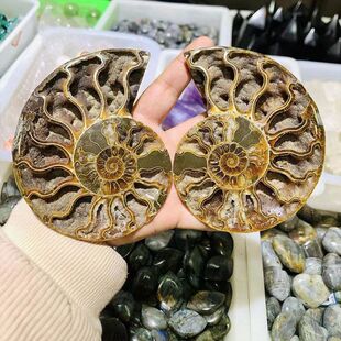 开片宜兴紫砂新年标本海螺原石马达加斯加螺菊石古生物天然切片
