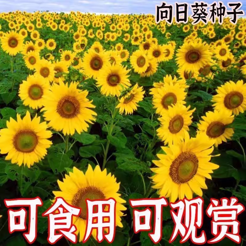 大型食用向日葵籽种高产瓜子籽种大粒饱满葵花籽阳台庭院盆栽园艺