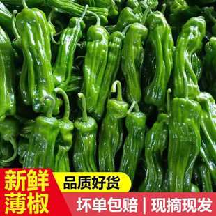 薄皮辣椒青椒新鲜蔬菜农家自种现摘精品5斤装批发绿色无添加包邮