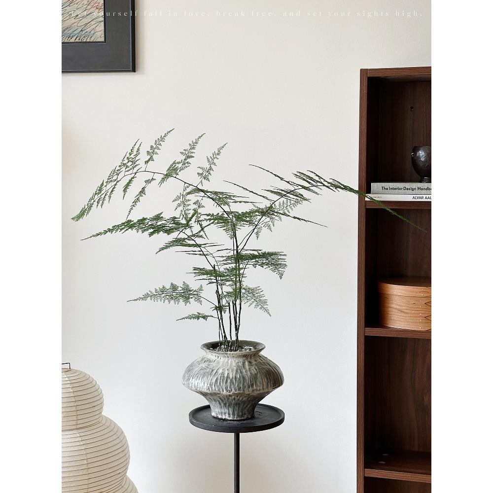植物私生活 文竹飘逸气质好养盆景植物诧寂风新中式软装植物盆栽
