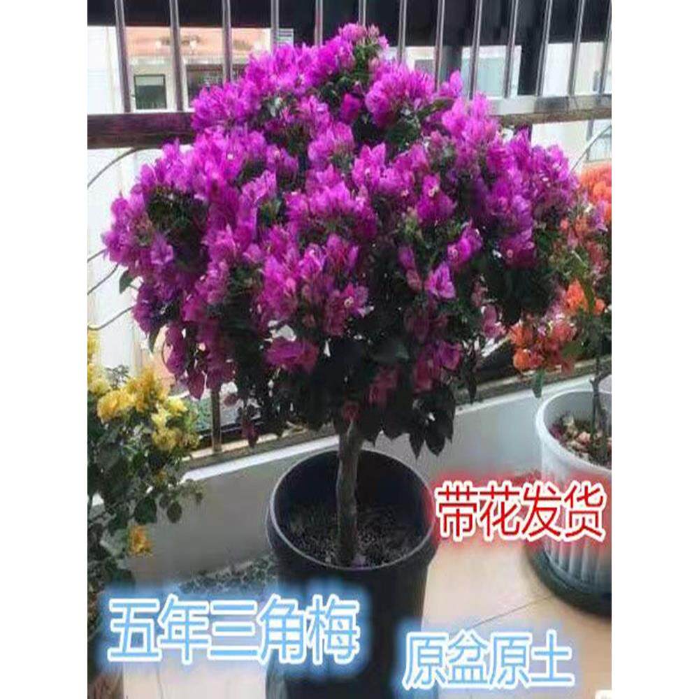 三角梅带花发货四季开花阳台爬藤盆栽老桩三角梅带花苞耐高温耐晒