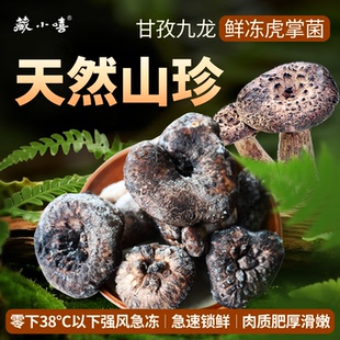 藏小喜甘孜九龙天然山珍鲜冻虎掌菌四川野生菌菇獐子菌老鹰菌