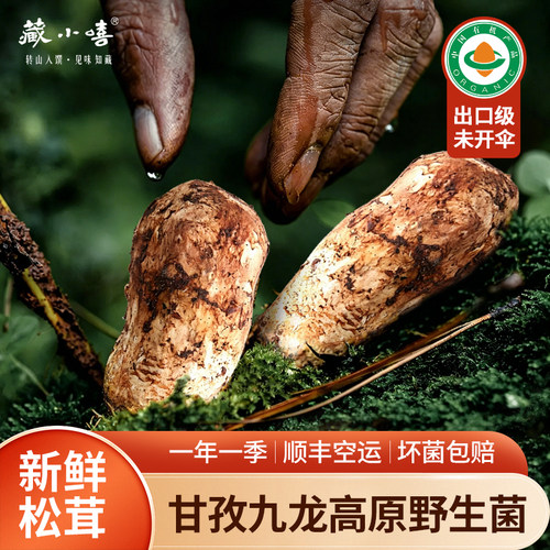 藏小嘻2026年新鲜四川甘孜松茸