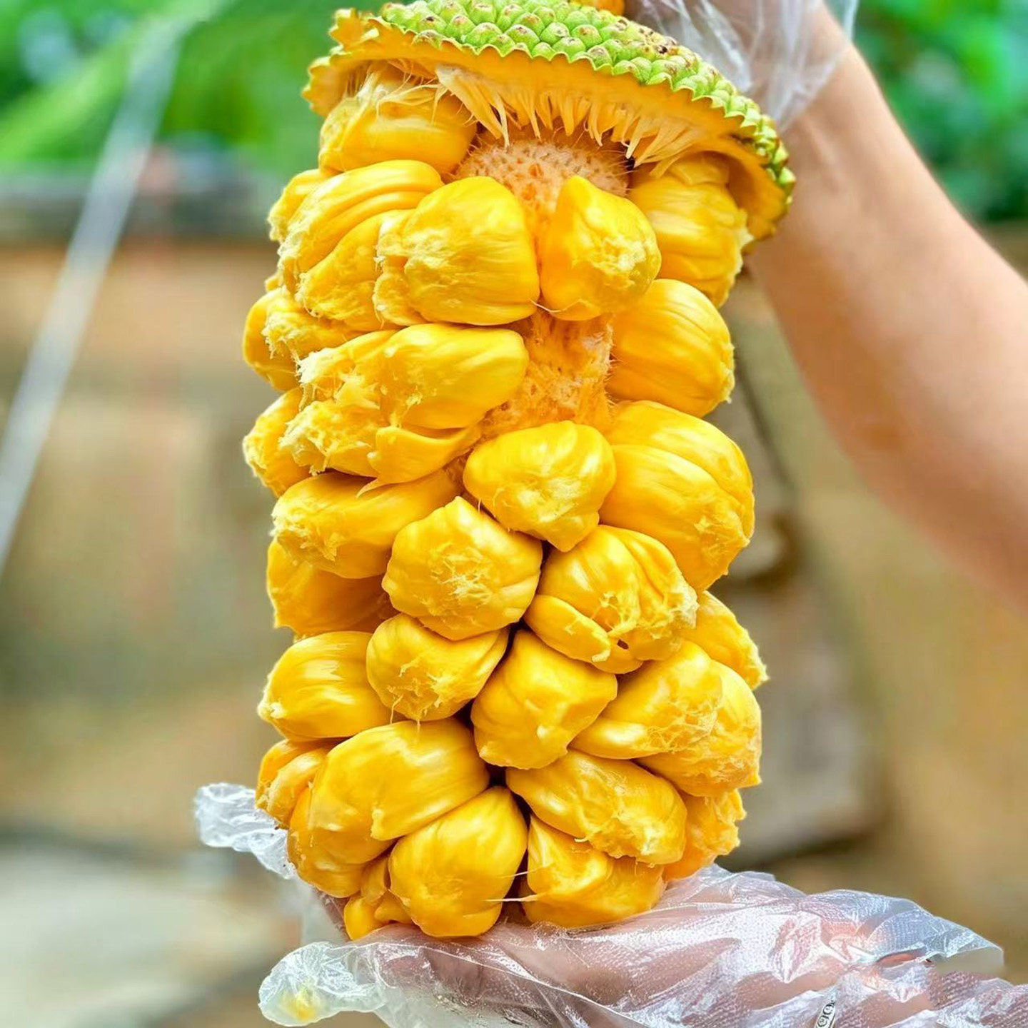 顺丰海南榴莲蜜大果黄肉湿包菠萝蜜软糯香甜当季时令新鲜应季水果