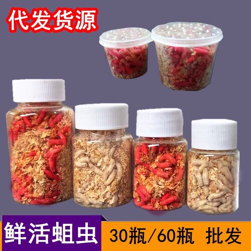 钓鱼蛆虫活体大号红蛆活虫白蛆鲜活公鱼蛆鲫鱼溪石斑鱼饵60瓶30瓶