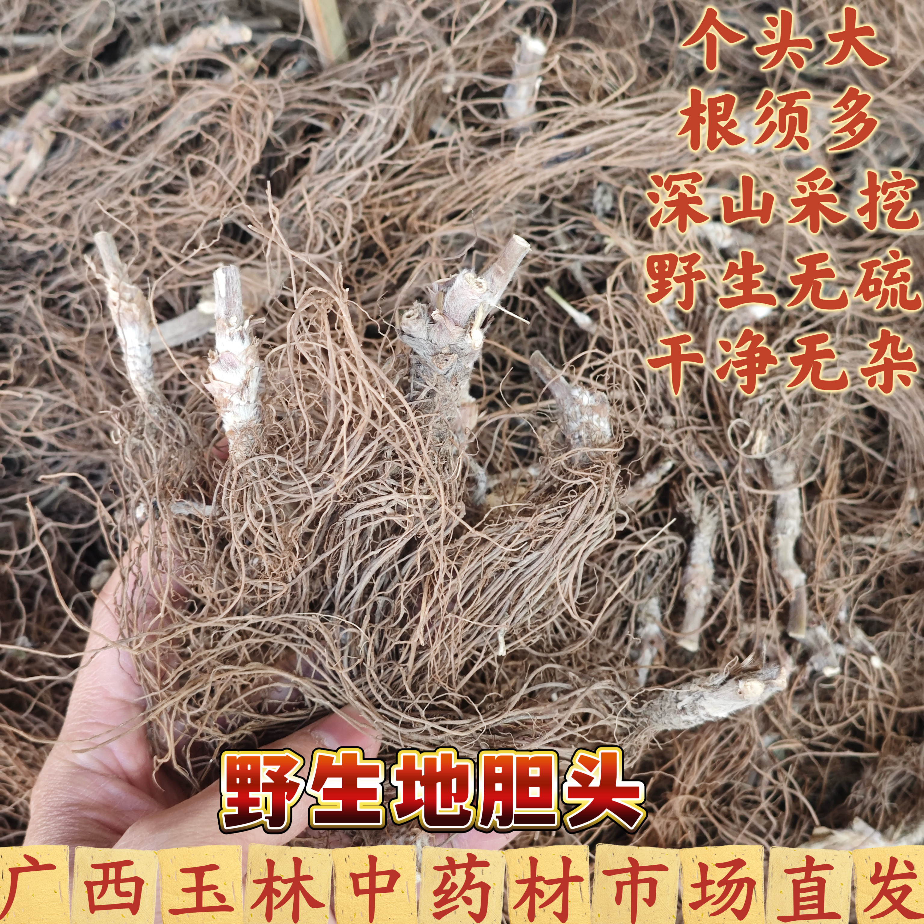 野生地斩胆头煲汤干货无硫无泥