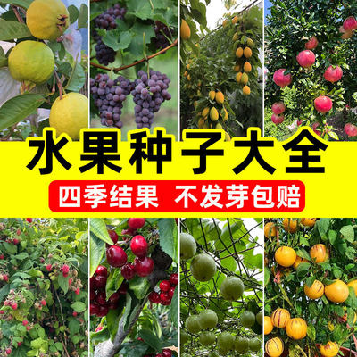 水果种子大全四季易活高产