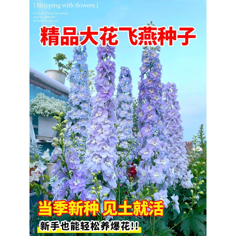 大花飞燕草种重瓣苗盆栽子图片