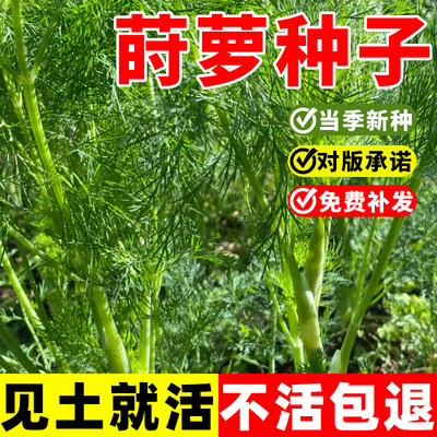 莳萝种子土茴香籽可食用草