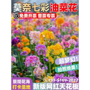 莫奈七彩油菜种子网红油菜花籽矮杆抗倒伏榨出油率多观赏彩色种籽