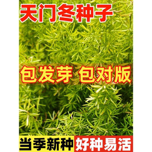 天门冬种子材门冬种籽四季种植高产易活盆栽阳台庭院蔬菜种子