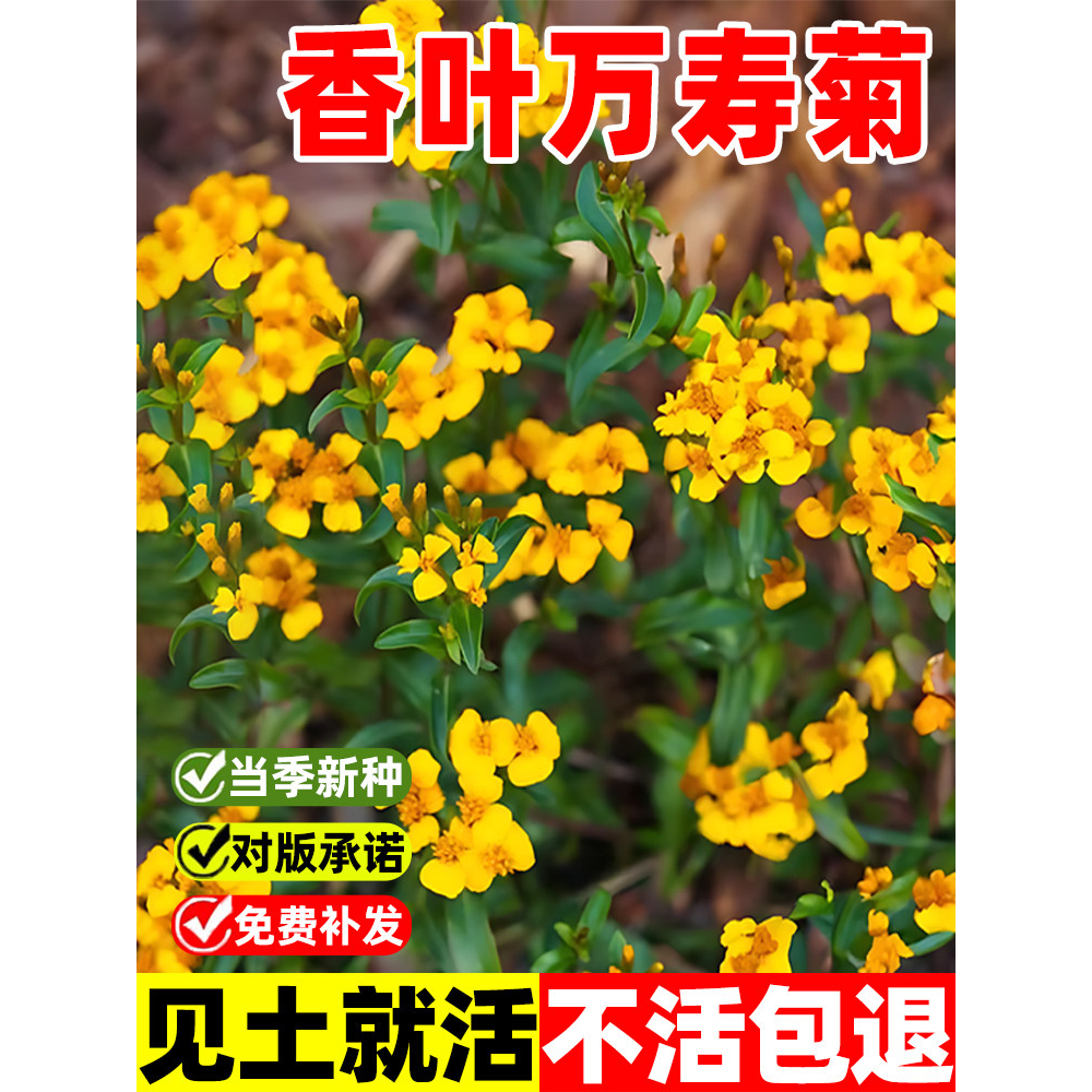 万寿菊种子香叶驱蚊食用多年生四季花卉植物阳台盆栽庭院薄荷花籽