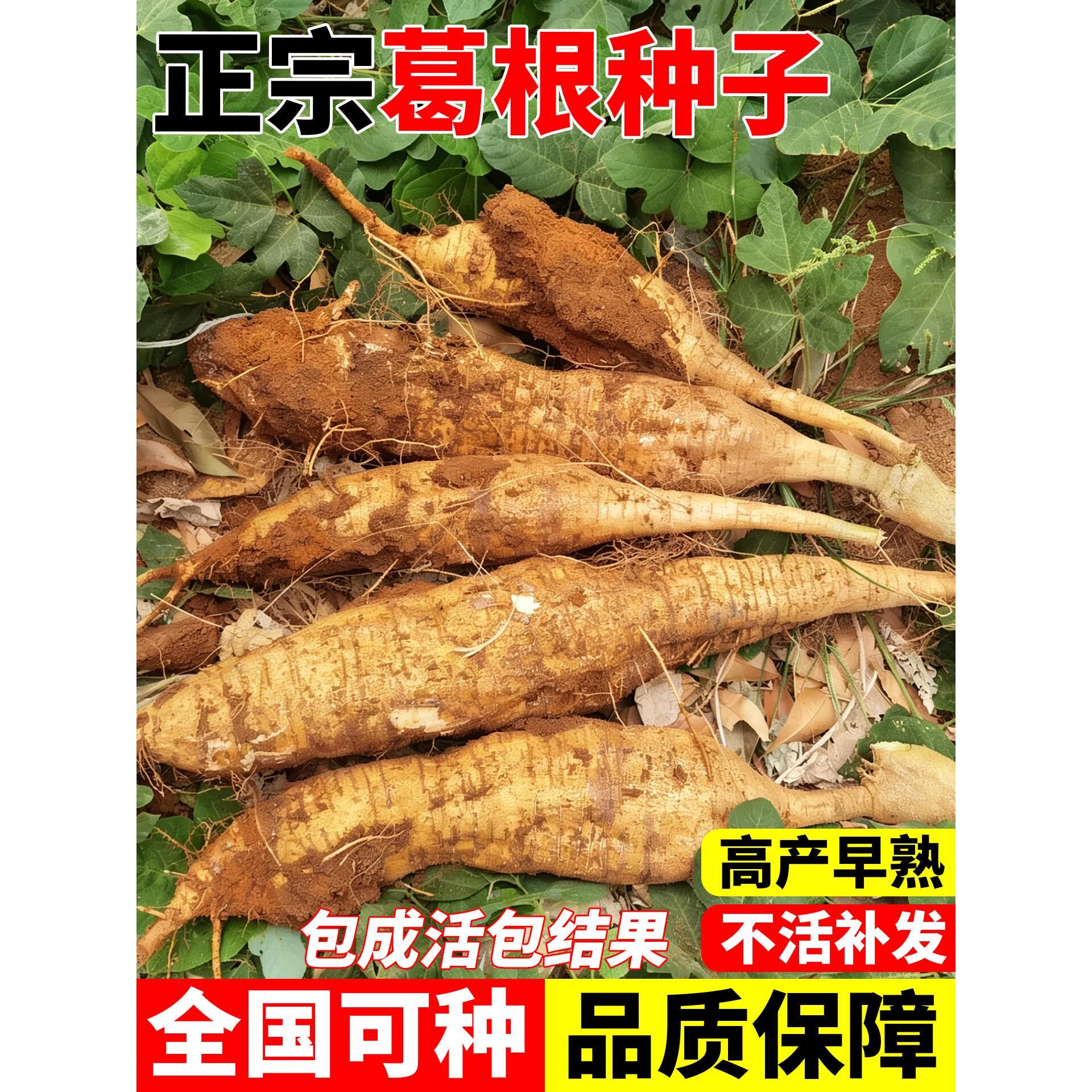 葛根种子四季种植易成活高产葛根种苗无渣粉葛沙葛药食两用大田苗