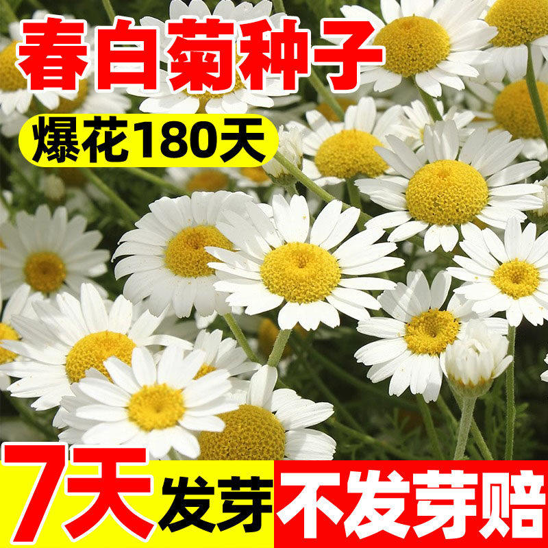 春白菊种子甘菊种子西洋甘菊花种四季播种阳台盆栽香草种子花籽子