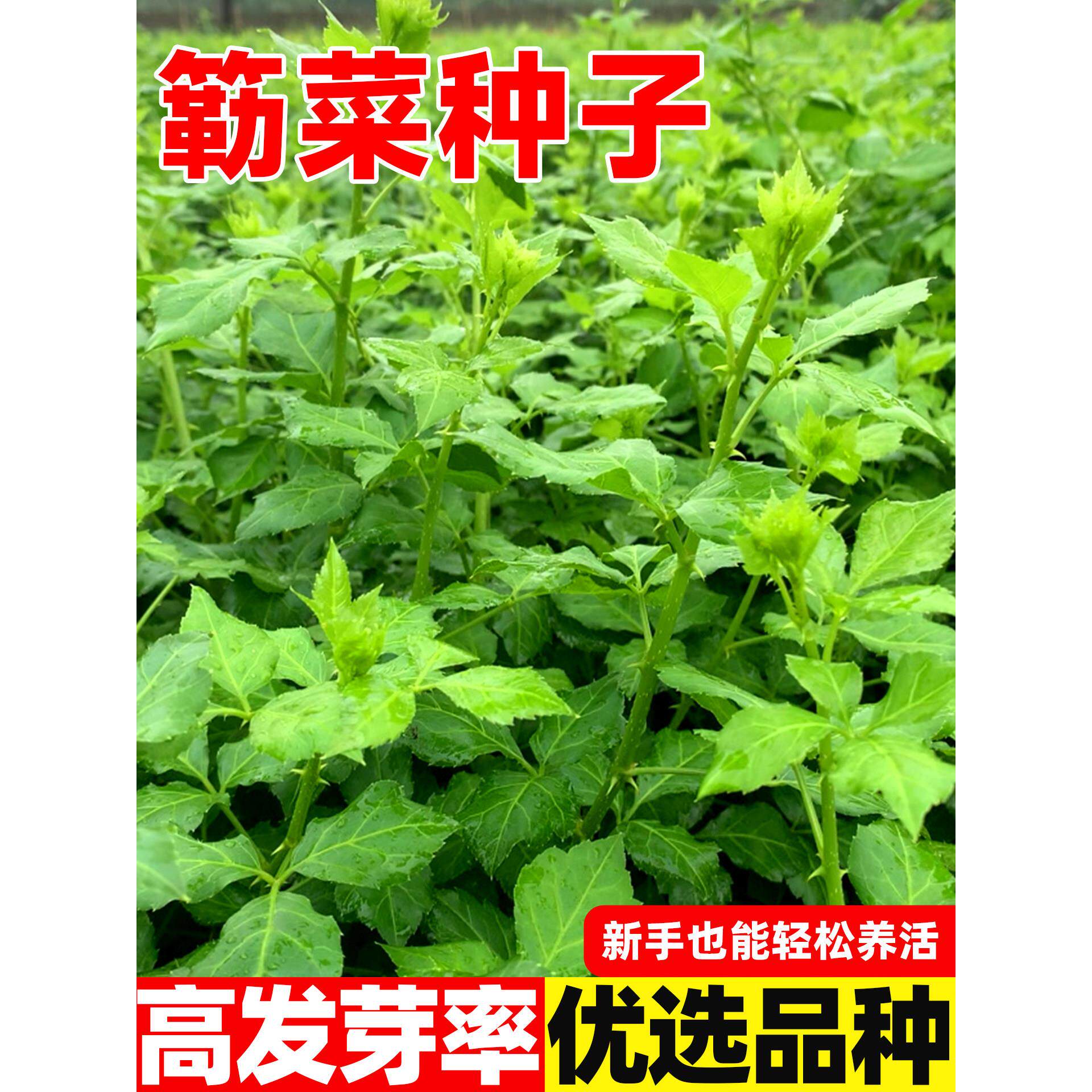 簕菜种子苦刺心野菜白簕勒菜三加叶食用多年生树上蔬菜种籽嫩芽菜