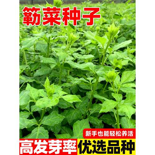 簕菜种子苦刺心野白勒三加