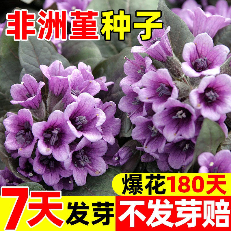 非洲堇种子重瓣紫罗兰花种籽四季开花易活阳台庭院多年生盆栽花苗