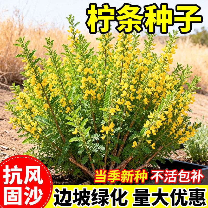 柠条种子四季护坡灌木草籽小叶锦鸡儿白柠条绿化固土造林蜜源植物