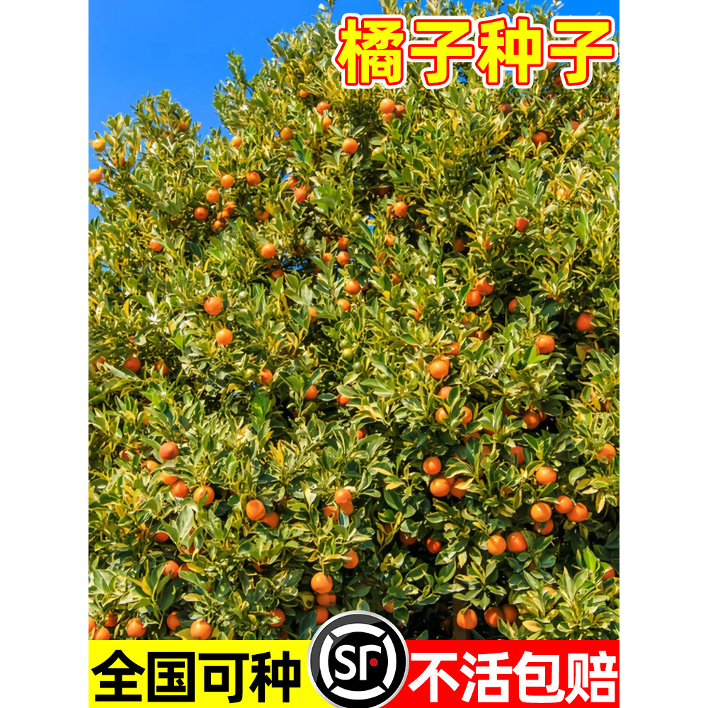 橘子种子四季种植砂糖橘无籽蜜桔种籽阳台庭院盆栽易活高产果树苗