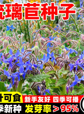 琉璃苣种子蓝色星星草紫花草可食用香草种籽春秋播种阳台盆栽花卉