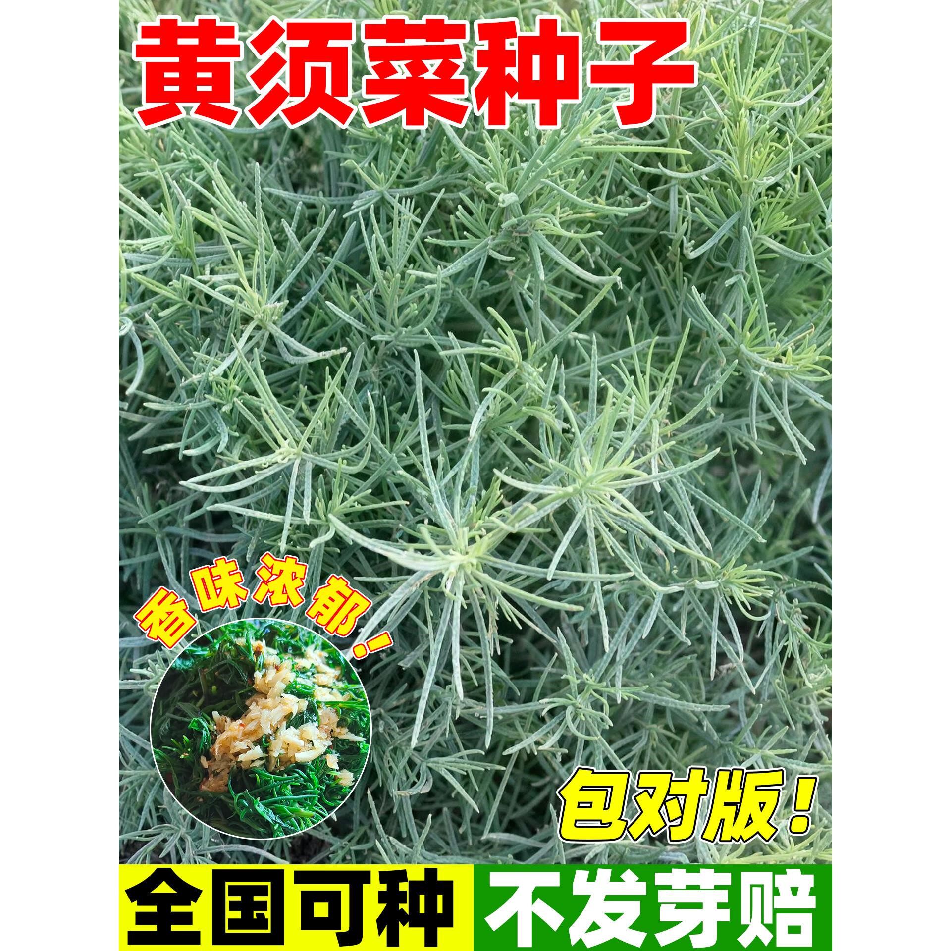 野外黄须菜种子四季播黄席菜海英菜凉拌野菜碱蓬菜黄西菜海英菜籽