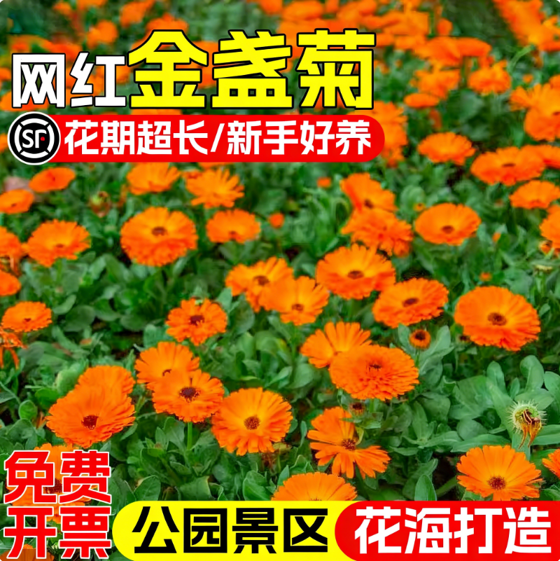 金盏菊花种籽四季播种公园景区花海庭院别墅野花组合种子耐寒花籽