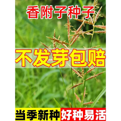 香附子种莎草雷公头籽四季