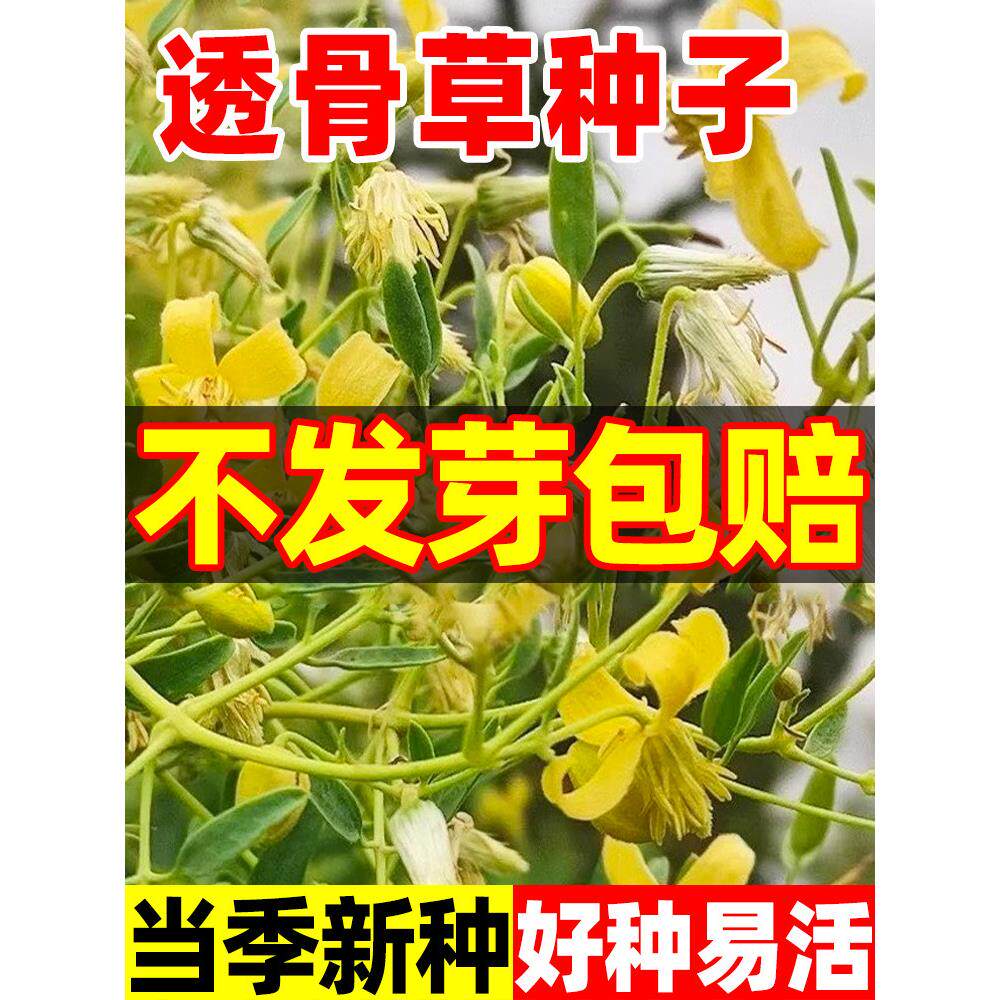 透骨草种子珍珠透骨庭院草籽散装野生材中草药春季药材种子籽
