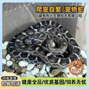 活体宠物蛇玩具蛇黑王蛇玉米蛇猪鼻蛇网红温顺无毒视频挑选爬宠