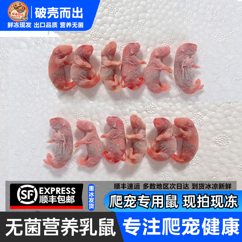 顺丰包邮冷冻小白鼠冻鼠宠物蛇饲料爬宠乳鼠红皮无菌开口粉皮跳跳