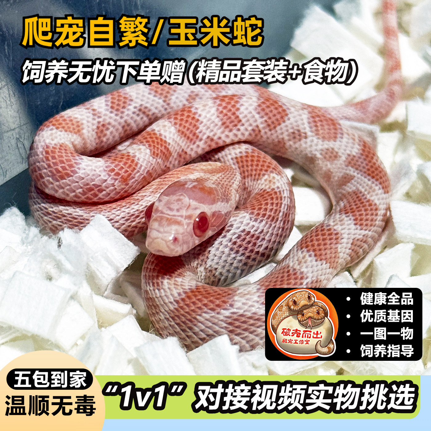 玉米蛇玩具蛇宠物蛇活体