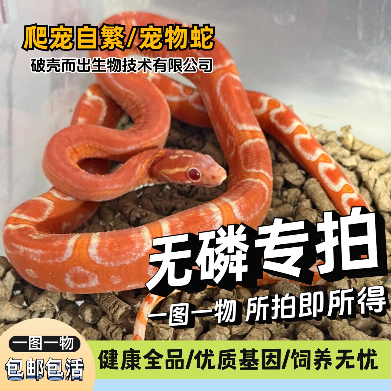 活体宠物蛇无鳞玩具蛇温顺无毒不宠物蛇