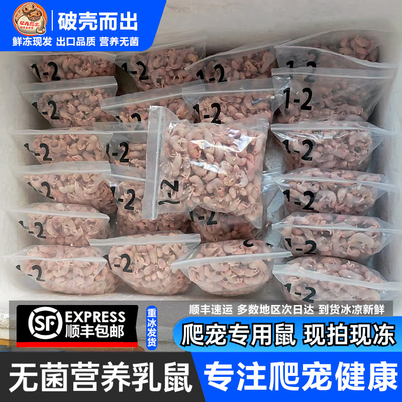 顺丰冷冻论斤小白鼠按斤一斤图片