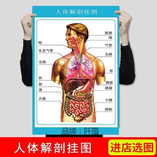 。人体内脏解剖系统示意图医学宣传挂图器官心脏结构挂图画医院海