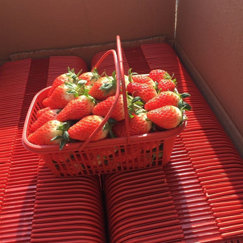 塑料篮草莓篮子塑料框采摘篮手提杨梅篮1斤2斤3斤5斤水果篮葡萄篮