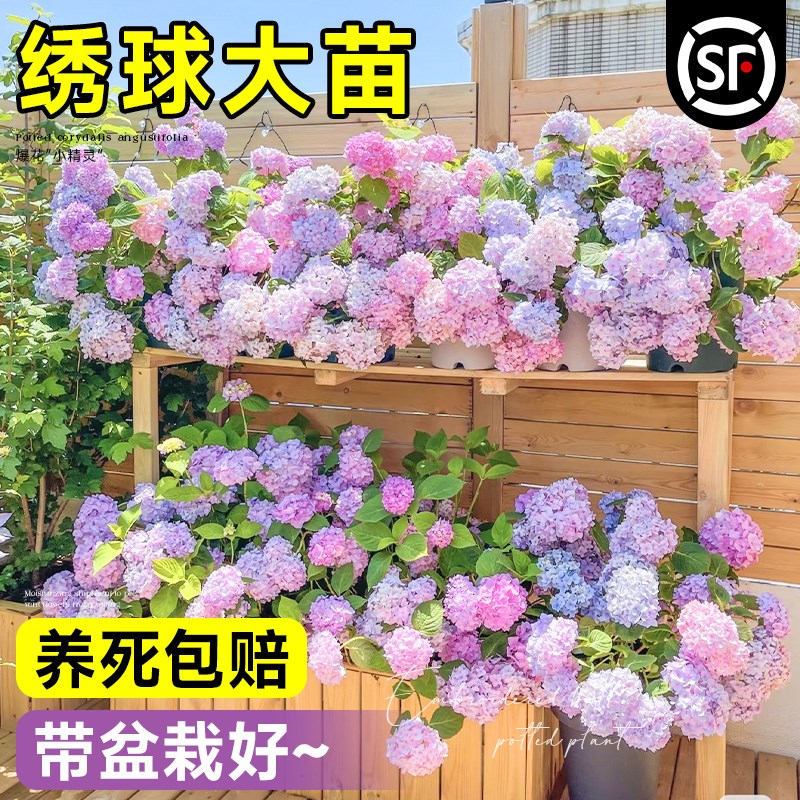 绣球花盆栽大苗无尽夏鲜花苗庭院室内外四季好养开花卉阳台绿植物