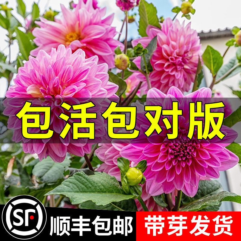 大丽花种球根盆栽巨型地瓜菊花苗庭院阳台多年生四季开花卉郁金香