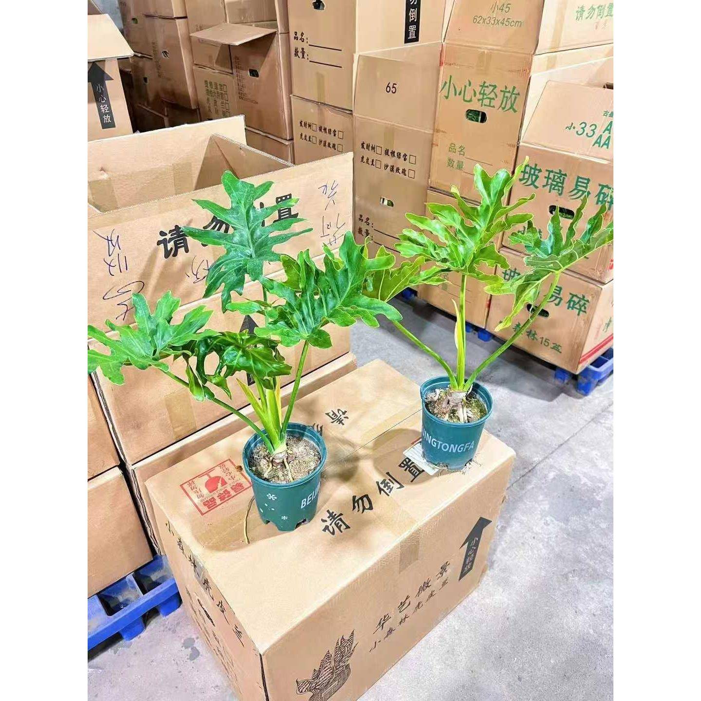 基地直供 花卉植物盆栽 绿植盆栽 花卉 精品加仑盆控养春羽15装