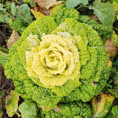 矮脚黄种籽耐寒黄心乌塌菜种乌塌菜种孑矮脚白菜菊花心乌塔菜籽种
