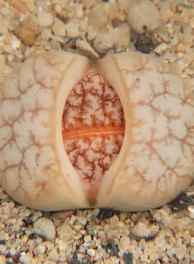 雪花拿铁 3年母本2cm左右一物一拍 大单头生石花 考拉农场