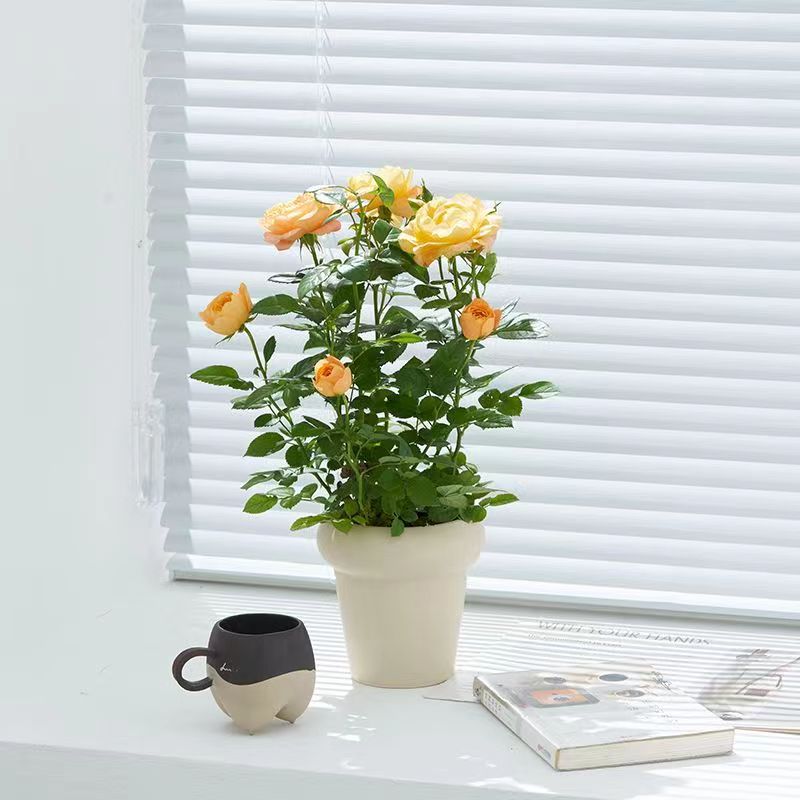 果汁玫瑰鲜花苞欧洲月季盆栽室内花卉净化空气桌面蔷薇阳台小绿植