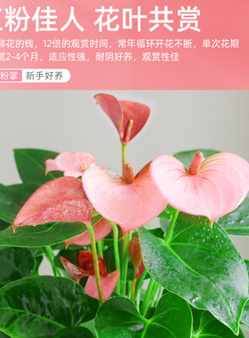 水培粉掌绿植盆栽火鹤花白掌室内客厅桌面花卉植物耐阴四季好养