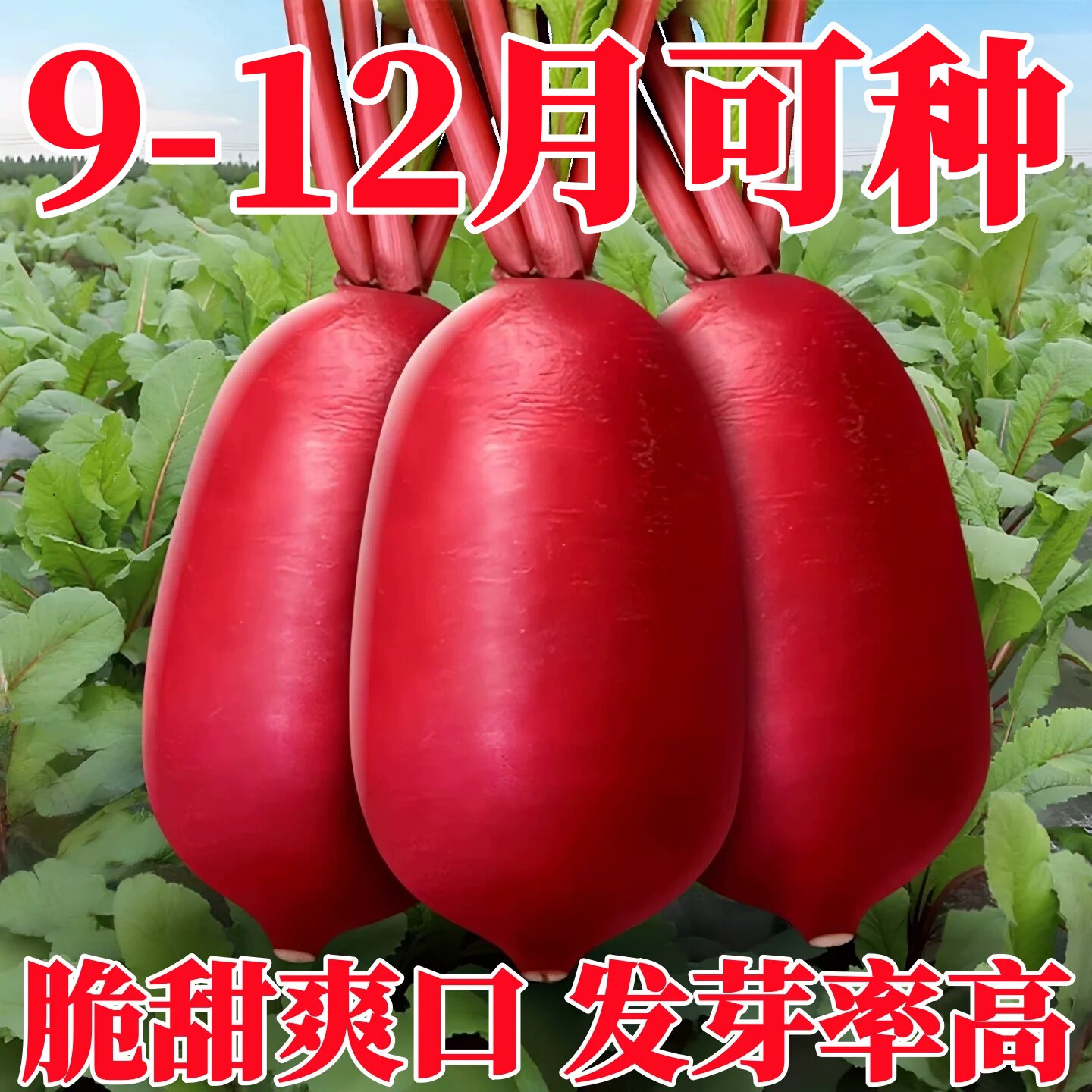 秋季徐州大红袍萝卜种子胭脂红皮白心辣红萝卜籽种大全本地老品种