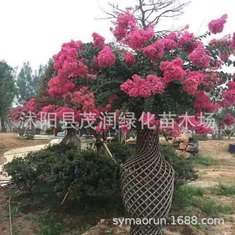 地景紫薇 瓶状紫薇 花瓶式样紫薇 观赏价值高营养袋培育好移栽