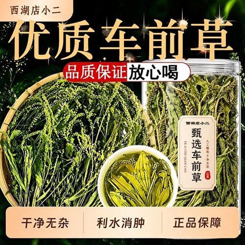 车前草中药材正品官方旗舰店干货