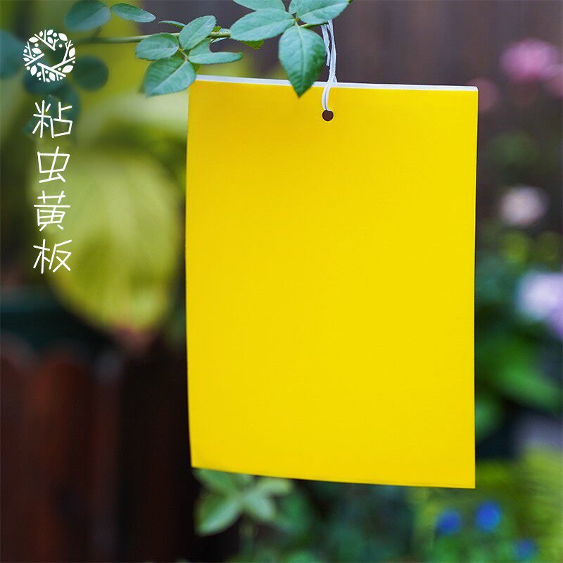 双面粘虫板诱虫板黄色灭小飞虫杀果蝇针蜂粘板家用果园强力诱虫剂