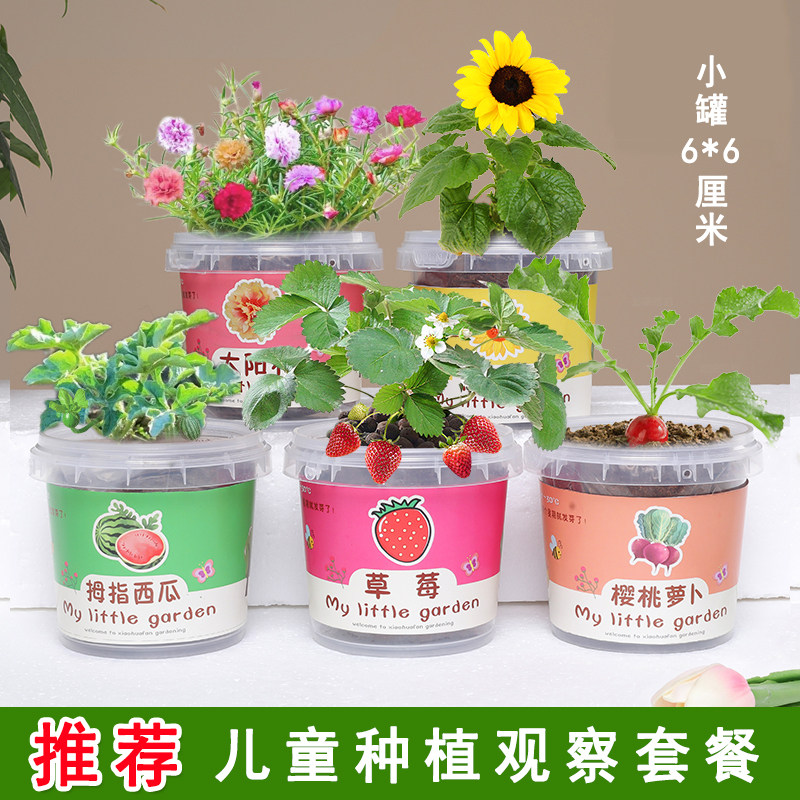 儿童种植盆栽太阳花种孑向日葵草莓花种籽学生植物生长观察菜种籽