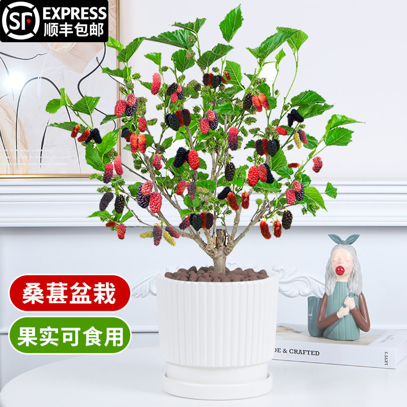 桑葚盆栽树苗结果四季桑葚树阳台庭院食用桑叶花卉绿植果树大苗图片