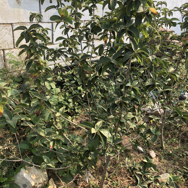 中华木绣球斗球大苗一物一拍小苗
