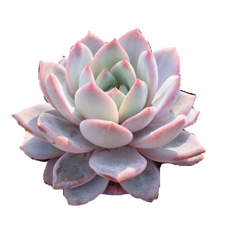 芙蓉雪莲多肉植物多头群生橙梦露阳台肉肉植物